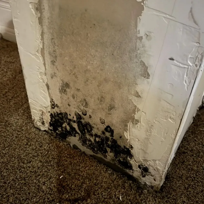 Professional Mold Removal in Clifton, TN